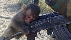 Taliban trénuje opice - zabijáky. Učí je střílet z kalašnikova, tvrdí Číňané